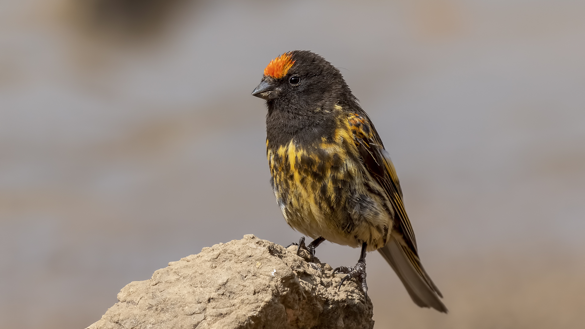 Fire-fronted Serin
